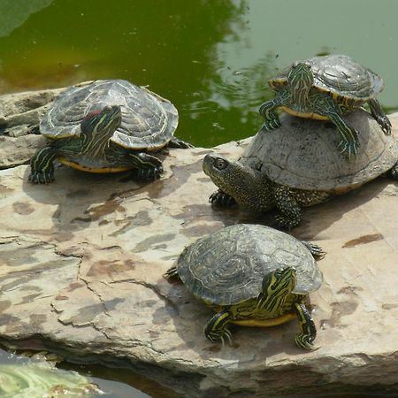 Quinta Paraiso Alagoa Kültér fotó